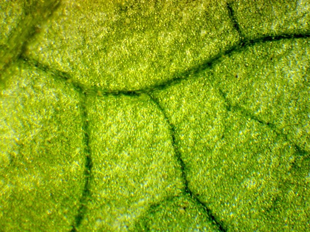 Kamera mikroskopowa Delta Optical DLT-Cam Basic 2 MP   przykładowy obraz 