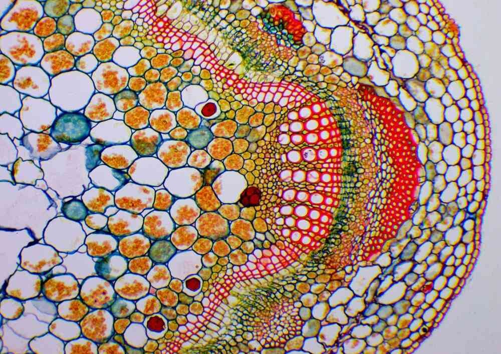 Mikroskop Delta Optical Genetic Pro Trino konstrukcja 