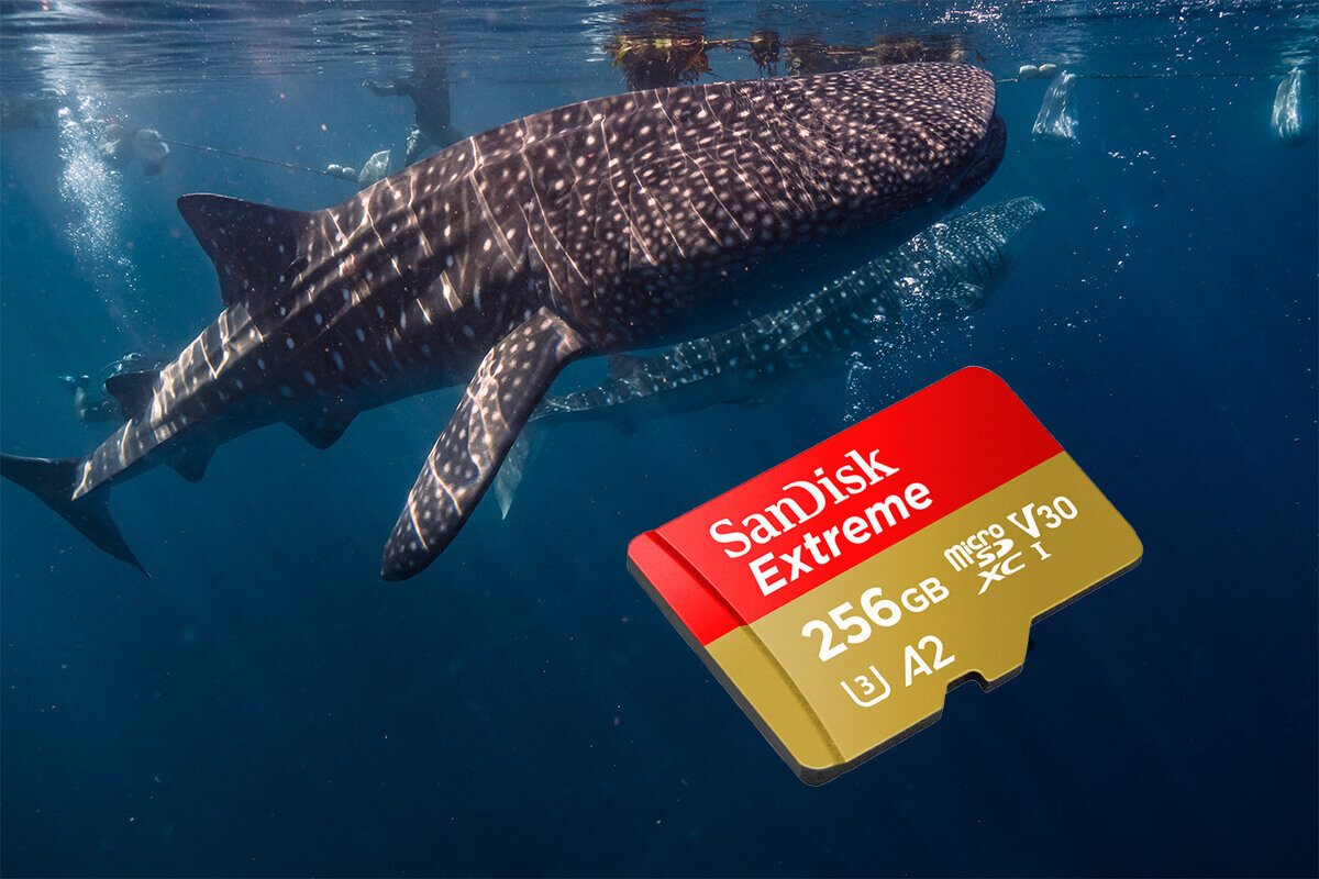 karta sandisk zdjecie lifestyle