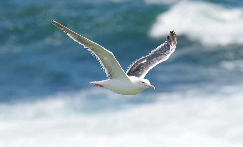 Aparat PENTAX KF Body Czarny aberracja zniekształcenia efekty