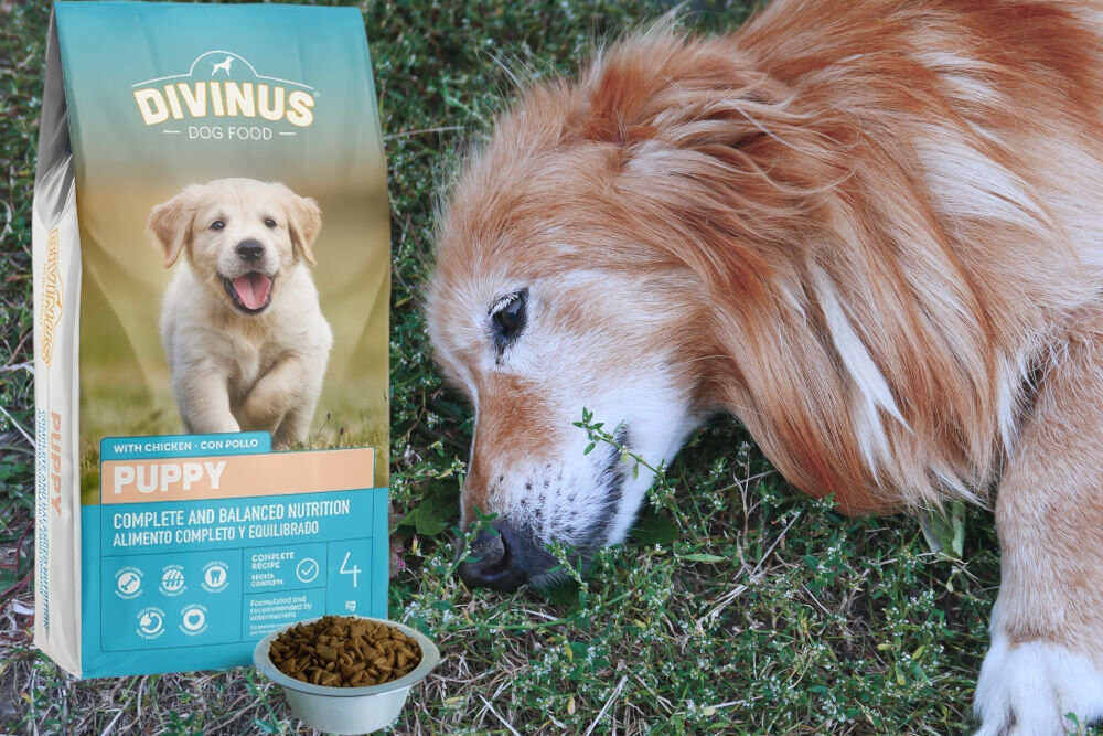 Karma dla psa DIVINUS Puppy Kurczak 4 kg dawkowanie analiza sklad