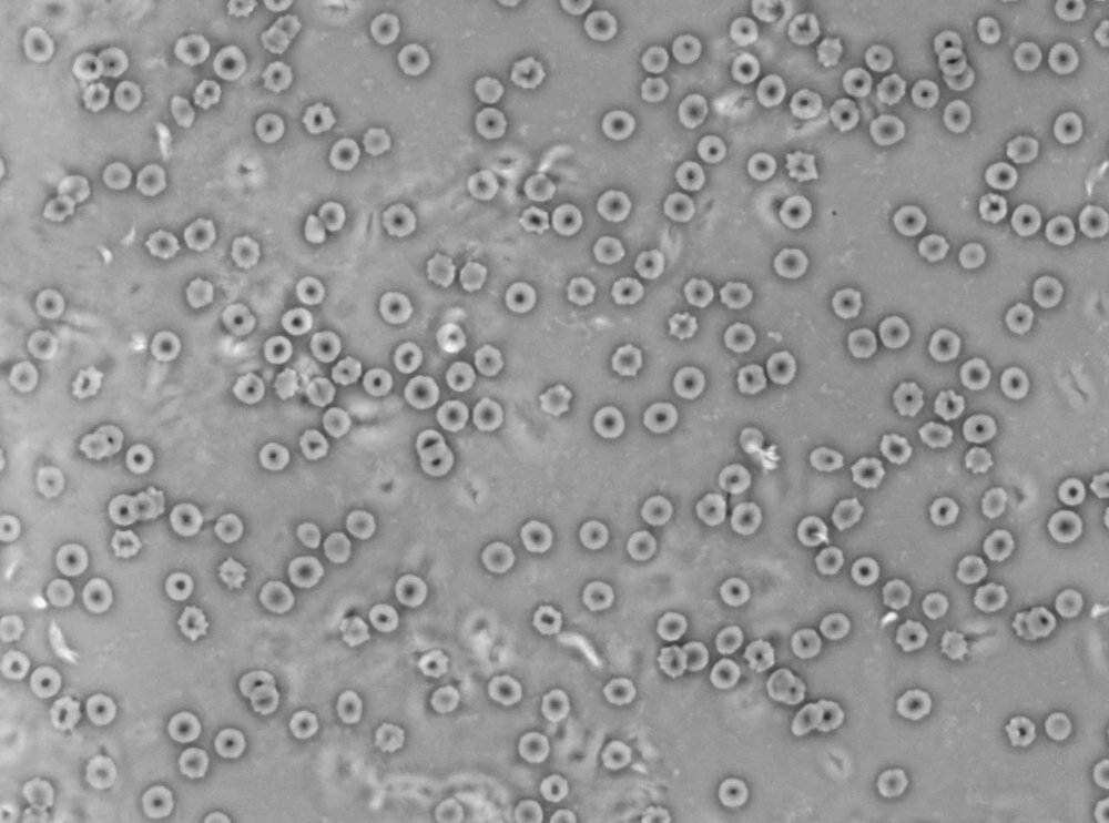 Mikroskop DELTA OPTICAL DO-3406 Optical Genetic Pro Trino Kompatybilność 